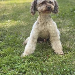 Old English Sheepdog, Poodle, Sheepadoodle, and Yorkipoo All Grown Up from Love Tallulah Sheepadoodles LLC