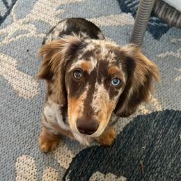 Dachshunds from CBOO Doxies