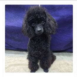 KORÈ (LIKE COREY) - Black female Poodle puppy in North Prince George, Virginia from ROYAL VISTA