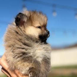 Tofu - Cream sable male Pomeranian puppy in Winchester, California from Polina's Poms
