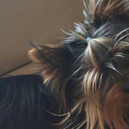 French Bulldogs, Maltese, and Poodles from SilverLining highlands and hounds