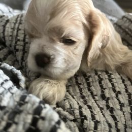 Cocker Spaniel Puppies from Inspirational Treasures