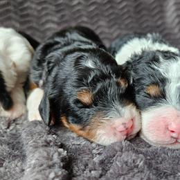 Frisky - Tri-color female Bernedoodle puppy in Granton, Wisconsin from Rose River Farms