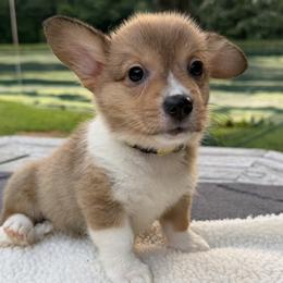 Girl Yellow Collar - Red female Pembroke Welsh Corgi puppy in Boonville, Indiana from M&J Country Kennels