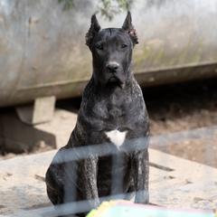 Brindle girl Blue x Masca - Tiger female Perro de Presa Canario puppy in Leitchfield, Kentucky from Rey Gladiador Presa Canario