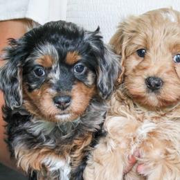 Cavapoos from Desert Willow Cavapoos