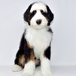 Todd - Bernedoodle