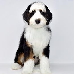 Todd - Bernedoodle
