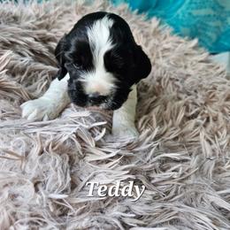 Teddy - Black and white male Cocker Spaniel puppy in Midlothian, Virginia from Swift Creek Cocker Spaniels