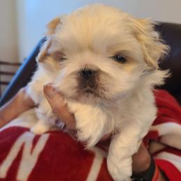 Buddy - White male Pekingese puppy in Florence, Alabama from Keyna's Pekes