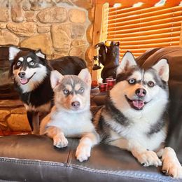 Pomskies from Kananowicz Pomskies
