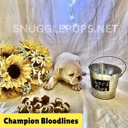 Rose - White female Bulldog puppy in Tremonton, Utah from Snuggle Pups