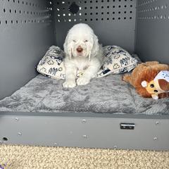 Clumber Spaniel Puppies from Wanderlust Clumber Spaniels