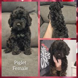 Piglet - Black and tan female Cockapoo puppy in Zanesville, Ohio from Oodles of Doodles & Poos