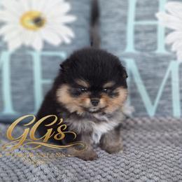 Wisdom now Wicket - Black and tan female Pomeranian puppy in Oologah, Oklahoma from GG's Pomeranians