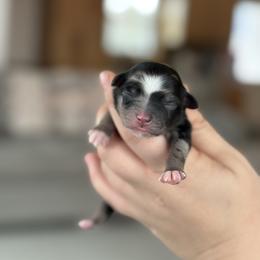 Stitch (on hold) - Blue merle male Toy Australian Shepherd puppy in Quincy, Michigan from Ivy Meadows and Friends