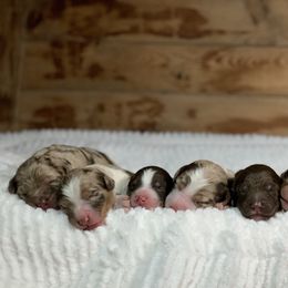 Aussiedoodle Puppies from Super Z Aussiedoodles