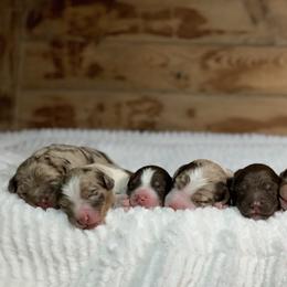 Aussiedoodle Puppies from Super Z Aussiedoodles