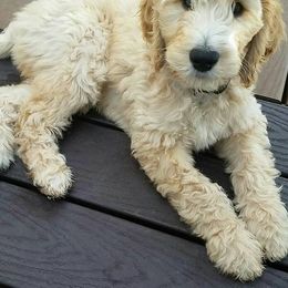 Goldendoodle Puppies from Sammy’s Doodles