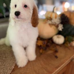 Sunny - White male Cavapoo puppy in Gilbert, Arizona from Sunburst Doodles