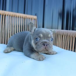 Chase - Tricolors male French Bulldog puppy in Huron, Ohio from The French Bulldog Collective