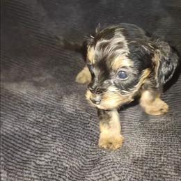 ROCKET - Black and tan male Yorkipoo puppy in Palmdale, California from J Designer Puppies