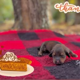 Red - Red male Dachshund puppy in Crestview, Florida from Neverending Dachies