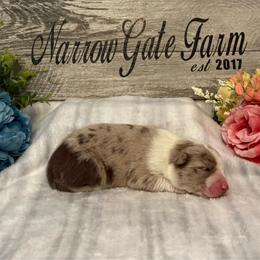 Boy 3 - White and red merle male Border Collie puppy in Moody, Texas from Narrow Gate Farm