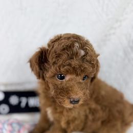 Cherrios - Red  female Poodle puppy in Florida from Adorable Toy-Miniature Poodles