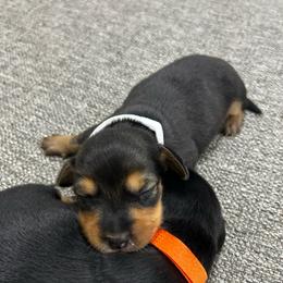 Girl 1 - Black and tan female Dachshund puppy in Miami, Florida from Marble Dachshunds