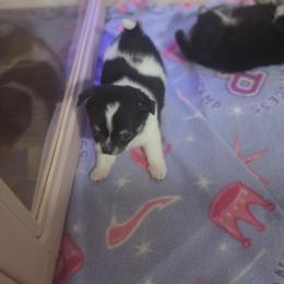 Mickey - Black and white male Chihuahua puppy in Brooksville, Florida from Daystars Chihuahuas