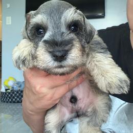BLUE - Salt and pepper male Miniature Schnauzer puppy in Lehigh Acres, Florida from Bertica's Miniature Schnauzers