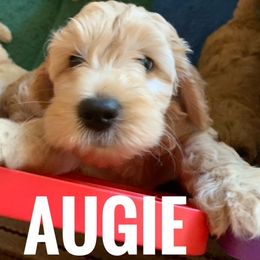 Goldendoodle Puppies from Melodies Daytona Doodles