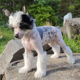 Blanca - White and black female Chinese Crested puppy in Union City, New Jersey from Marina Konstantinova's Cresteds