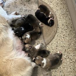 Hank - Red male Pembroke Welsh Corgi puppy in Morgantown, Pennsylvania from GoldStar Corgis (License Number 18519)