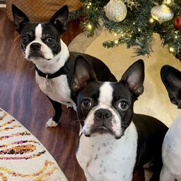 Boston Terriers from Davis Farm Boston Terriers