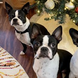 Boston Terriers from Davis Farm Boston Terriers