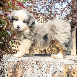 Girl 3 - Blue merle Miniature Australian Shepherd puppy in Shingletown, California from Whiskeytown Aussies