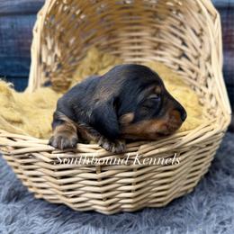 Dachshund puppies from Southbound Kennel
