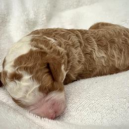 Daffodil - Red female Bernedoodle puppy in Mint Hill, North Carolina from Ball-Y-Hoo Bernedoodles