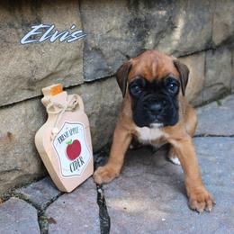 Boxer Puppies from Music City Boxers