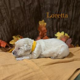 Loretta - Golden female Golden Retriever puppy in Fruitland, Idaho from Bethel Retrievers