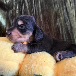 Matteo - Black and cream male Dachshund puppy in Bergen, New York from T. Rex Doxies & Friends