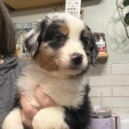 Gray - Blue merle male Australian Shepherd puppy in Oneida, Tennessee from Miller's Legacy Natural Australian Shepherds - Full Tails & Dewclaws!