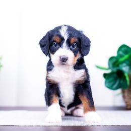 Girl 2 - female Bernedoodle puppy in Arthur, Illinois from Central Illinois Bernedoodles