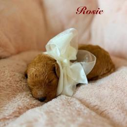 Rosie - Red  female Goldendoodle puppy in Noblesville, Indiana from R and H Doodles