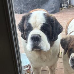 Saint Bernards from Tiffeny’s pups