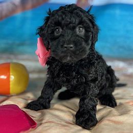 Pink Collar - female Cavapoochon puppy in Waterford, California from Windy Hill Doodles