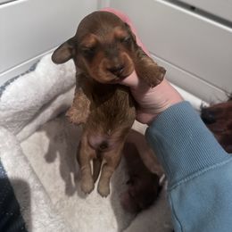 Ace - Red male Dachshund puppy in Sacred Heart, Minnesota from Sacred Dachshunds