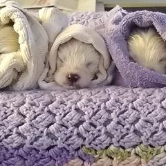 Samoyed Puppies from Pyles Of Smiles